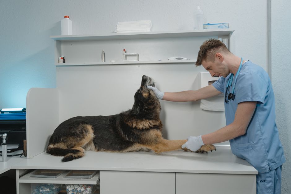 Dog being examined by a veterinarian
