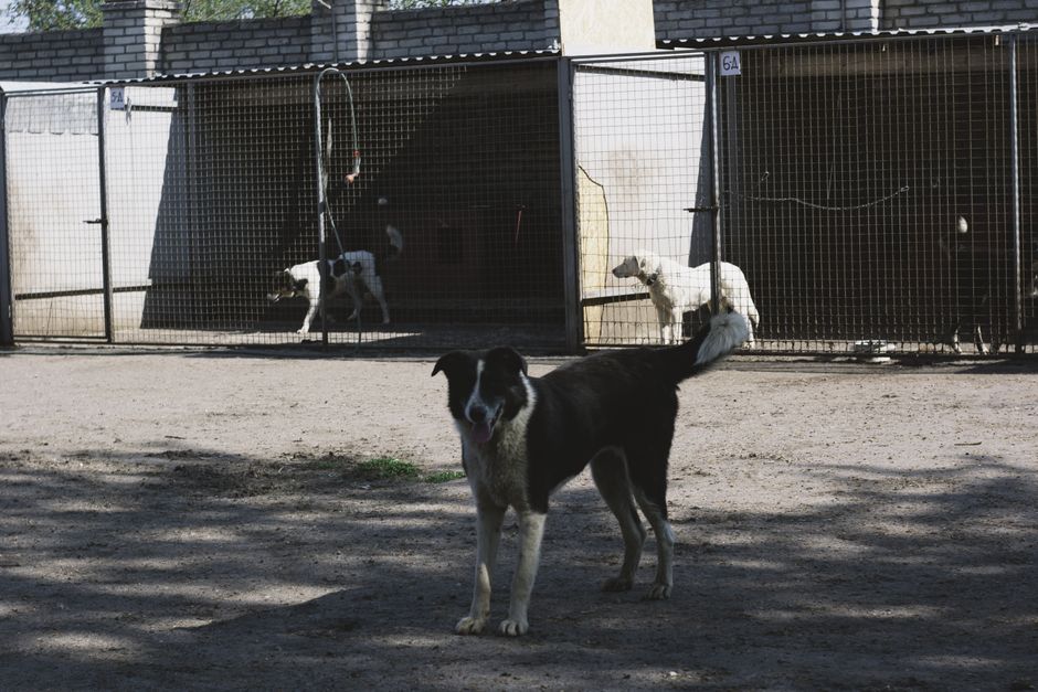 Dog at a shelter waiting for adoption